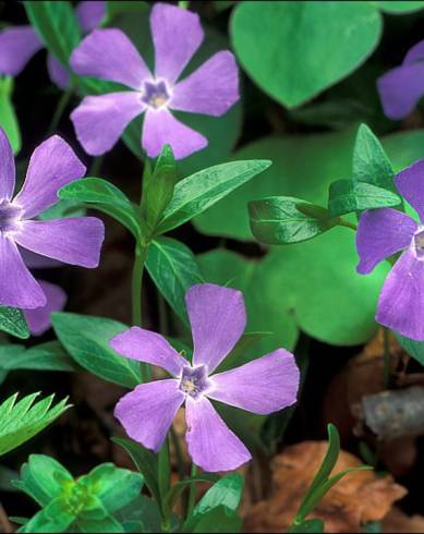 Fotografia de capa Vinca minor - do Jardim Botânico