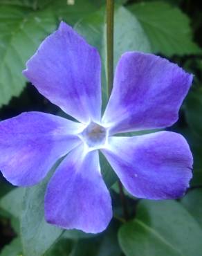 Fotografia 8 da espécie Vinca minor no Jardim Botânico UTAD