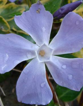 Fotografia 9 da espécie Vinca minor no Jardim Botânico UTAD