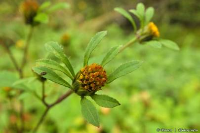 Fotografia da espécie Bidens tripartita