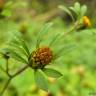 Fotografia 3 da espécie Bidens tripartita do Jardim Botânico UTAD