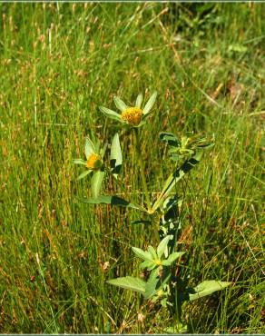 Fotografia 4 da espécie Bidens tripartita no Jardim Botânico UTAD