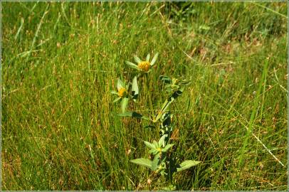 Fotografia da espécie Bidens tripartita