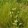 Fotografia 4 da espécie Bidens tripartita do Jardim Botânico UTAD