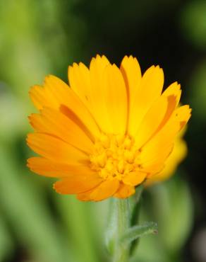 Fotografia 9 da espécie Calendula arvensis no Jardim Botânico UTAD