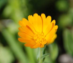 Fotografia da espécie Calendula arvensis