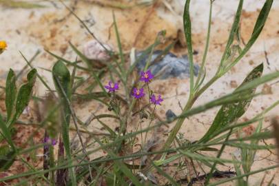 Fotografia da espécie Spergularia purpurea