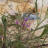 Fotografia 3 da espécie Spergularia purpurea do Jardim Botânico UTAD