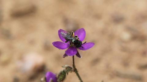 Fotografia da espécie Spergularia purpurea