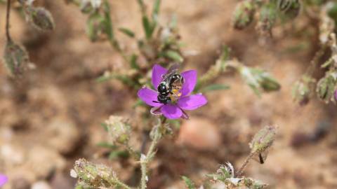 Fotografia da espécie Spergularia purpurea