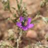 Fotografia 5 da espécie Spergularia purpurea do Jardim Botânico UTAD