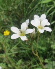 Fotografia da espécie Saxifraga granulata