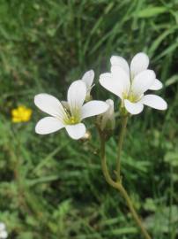 Fotografia da espécie Saxifraga granulata