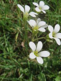 Fotografia da espécie Saxifraga granulata