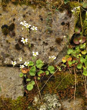 Fotografia 9 da espécie Saxifraga granulata no Jardim Botânico UTAD