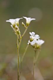 Fotografia da espécie Saxifraga granulata