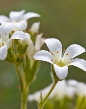 Fotografia 12 da espécie Saxifraga granulata no Jardim Botânico UTAD