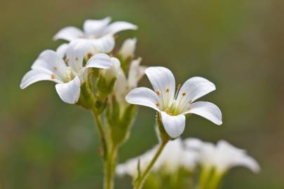 Fotografia da espécie Saxifraga granulata