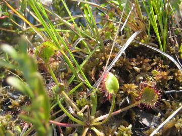 Fotografia da espécie Drosera rotundifolia