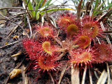 Fotografia da espécie Drosera rotundifolia