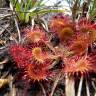 Fotografia 3 da espécie Drosera rotundifolia do Jardim Botânico UTAD