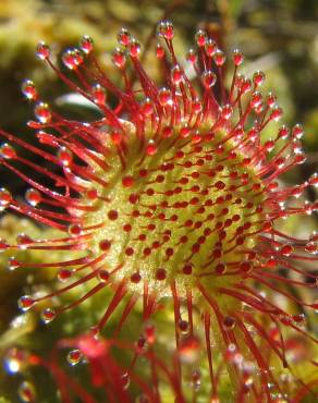 Fotografia 4 da espécie Drosera rotundifolia no Jardim Botânico UTAD