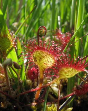 Fotografia 5 da espécie Drosera rotundifolia no Jardim Botânico UTAD