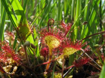 Fotografia da espécie Drosera rotundifolia