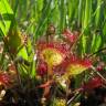 Fotografia 5 da espécie Drosera rotundifolia do Jardim Botânico UTAD