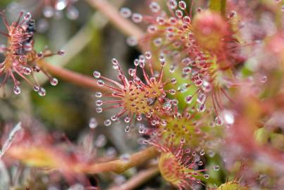 Fotografia da espécie Drosera rotundifolia