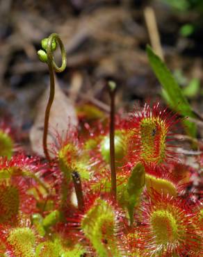 Fotografia 8 da espécie Drosera rotundifolia no Jardim Botânico UTAD