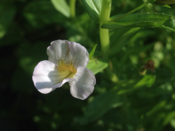 Fotografia da espécie Gratiola officinalis