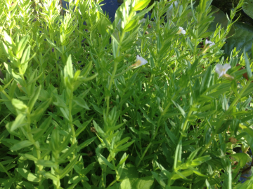 Fotografia da espécie Gratiola officinalis