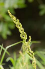 Fotografia da espécie Echinochloa crus-galli