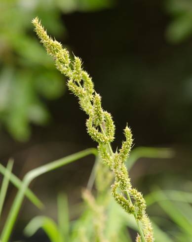 Fotografia de capa Echinochloa crus-galli - do Jardim Botânico