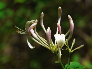 Fotografia da espécie Lonicera etrusca