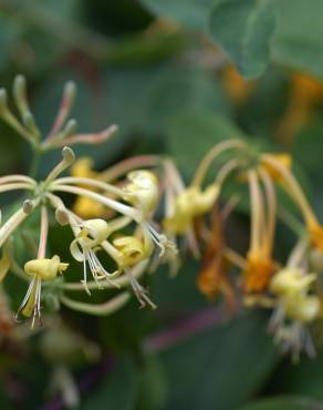 Fotografia 4 da espécie Lonicera etrusca no Jardim Botânico UTAD