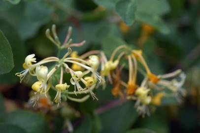 Fotografia da espécie Lonicera etrusca