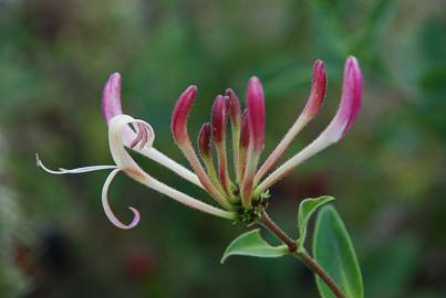 Fotografia da espécie Lonicera etrusca