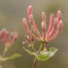 Fotografia 6 da espécie Lonicera etrusca do Jardim Botânico UTAD