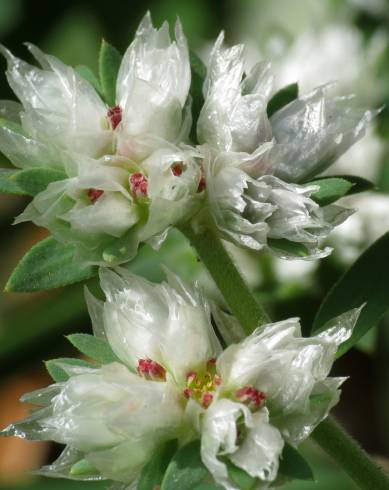 Fotografia de capa Paronychia argentea - do Jardim Botânico