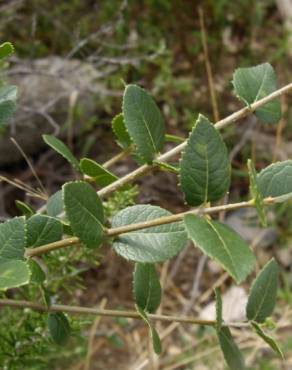 Fotografia 5 da espécie Phillyrea latifolia no Jardim Botânico UTAD