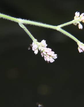 Fotografia 3 da espécie Persicaria orientalis no Jardim Botânico UTAD