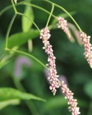 Fotografia da espécie Persicaria orientalis