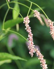 Persicaria orientalis