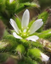 Fotografia da espécie Cerastium glomeratum