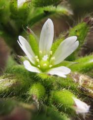 Cerastium glomeratum