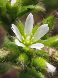 Fotografia da espécie Cerastium glomeratum