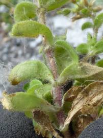 Fotografia da espécie Cerastium glomeratum