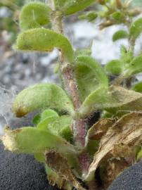 Fotografia da espécie Cerastium glomeratum